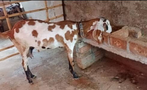 Bkri | Goat | Betal Bakri | Goat kids | Dodh wali Bakri | Nagra