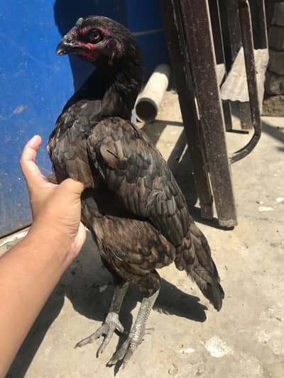 aseel Thai female