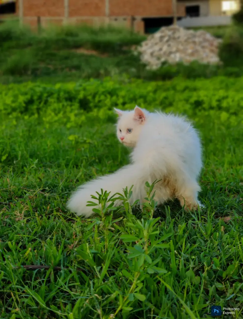 Pure Persian Kitten Blue Eyes Long Coat — photo 2