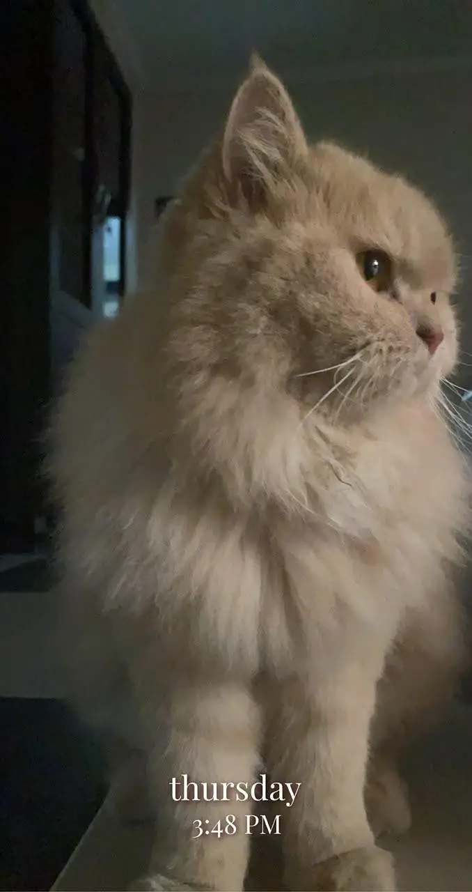 persian cat urgent — photo 3