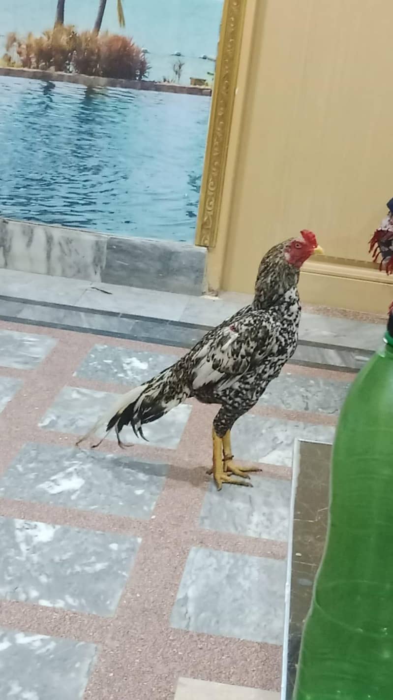 àaaaaa 0