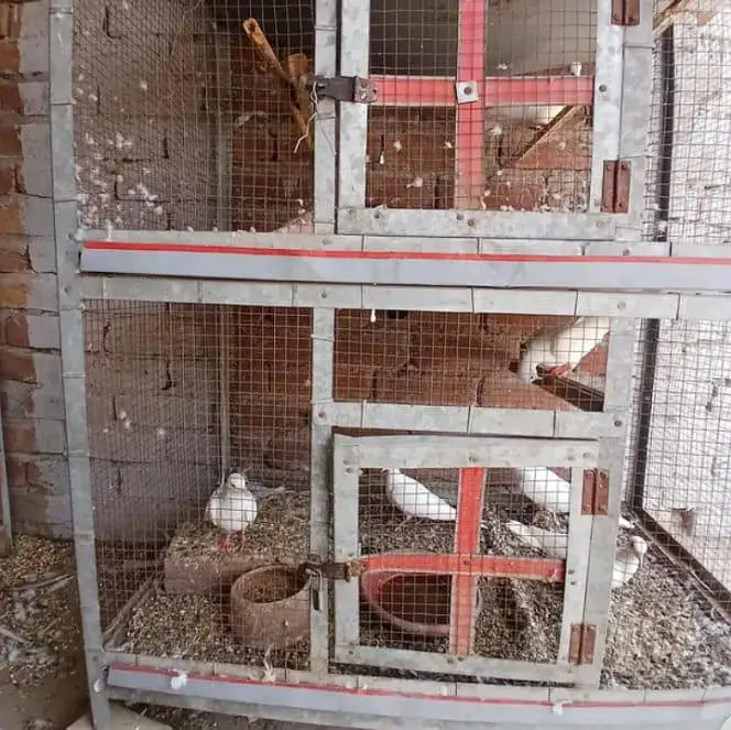 doves for sale 2 pair ha 2 male or 1 female ha — photo 2