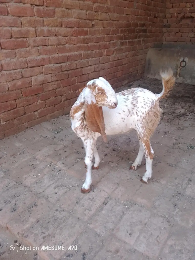 Pure Makhi China Nasal Home Breed — photo 2