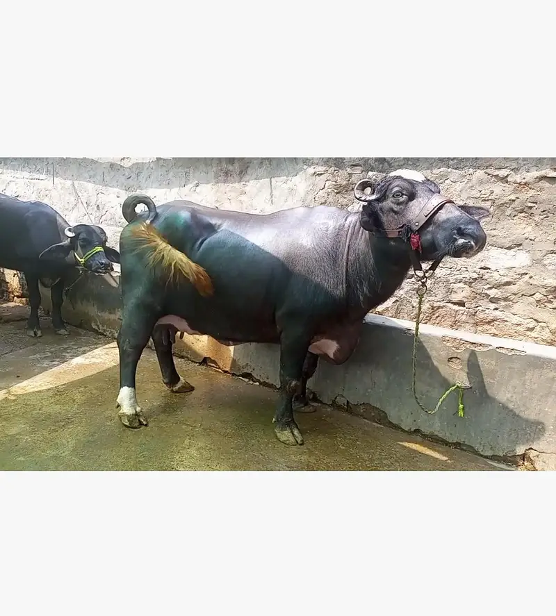 cow freshed delivered he 20 din ki — photo 2
