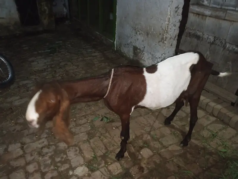Goats For Sale 75K per animal and 70K — photo 3