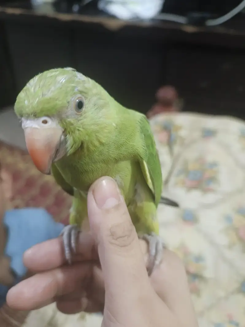 male talking parrot — photo 8