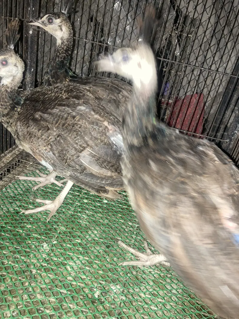 Indian blue peacock chicks — photo 2