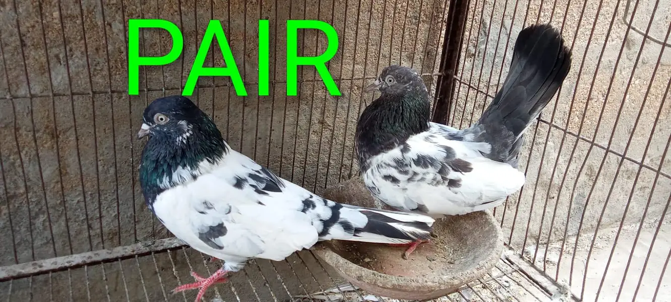 RAMPURI PAIR AND ZERA MALE