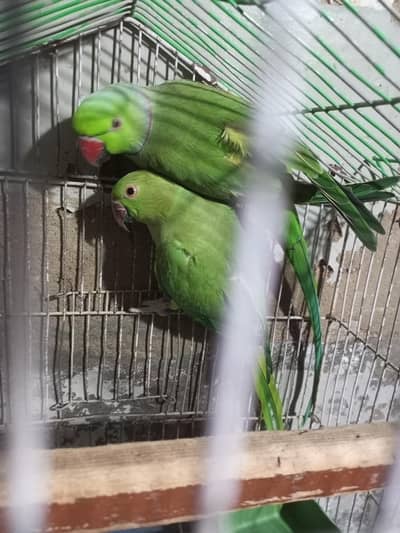 green ringneck pair
