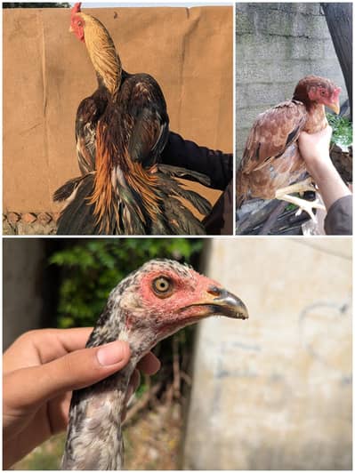 mianwali birds for sale