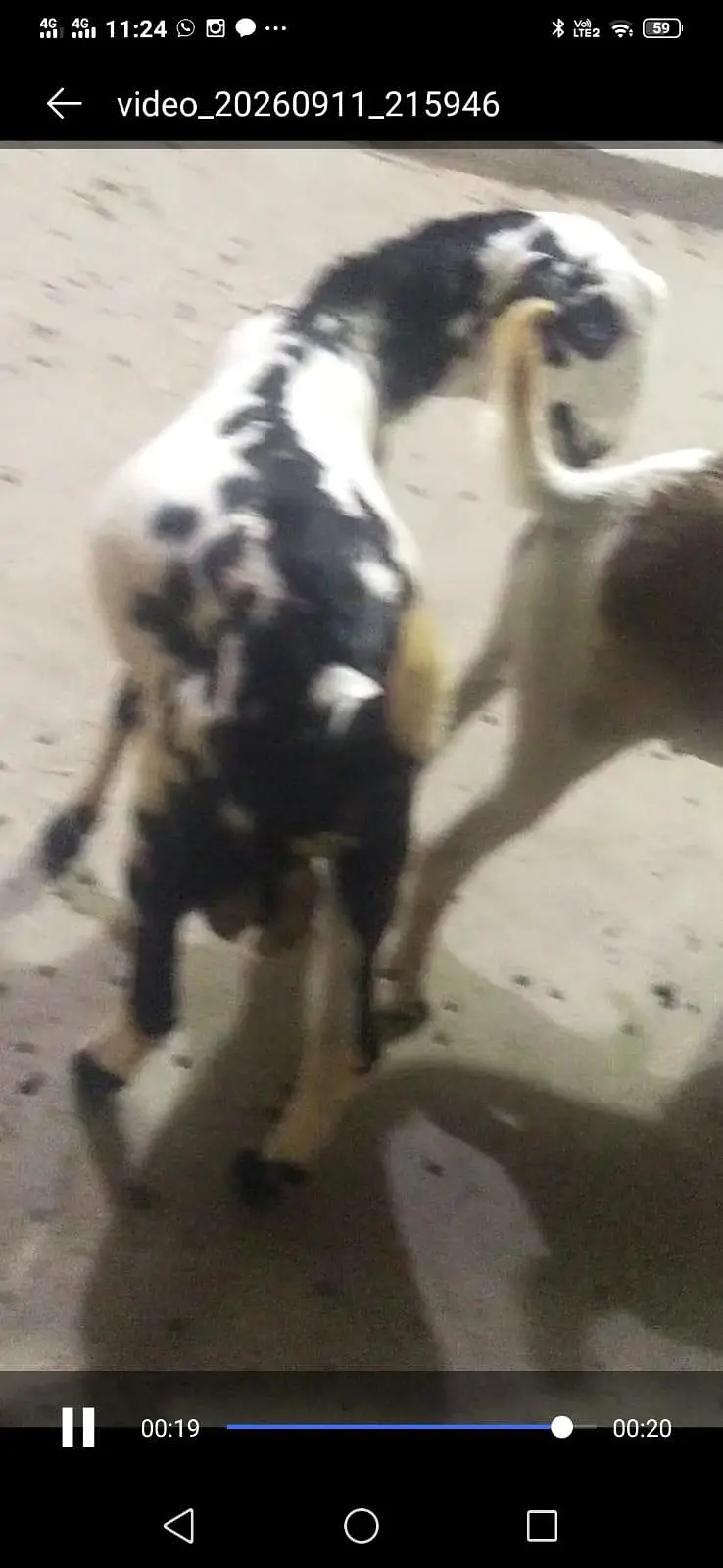 1 tedda 1 barbra 1 breadar bakra for sale 03116714714 — photo 2