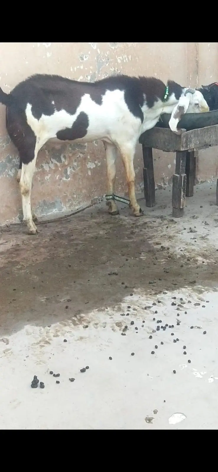 1 tedda 1 barbra 1 breadar bakra for sale 03116714714 — photo 3