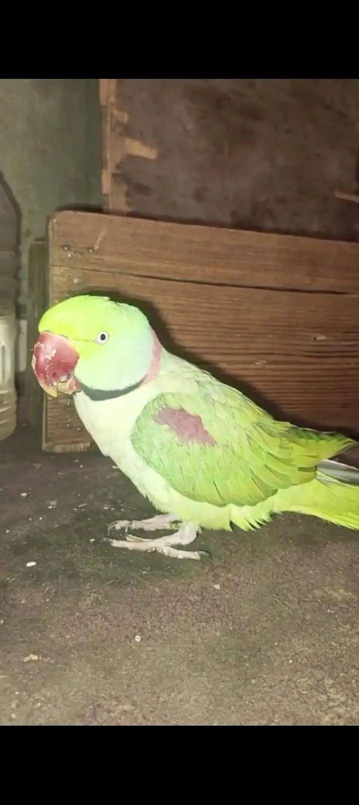 parrots Mia methu — photo 4