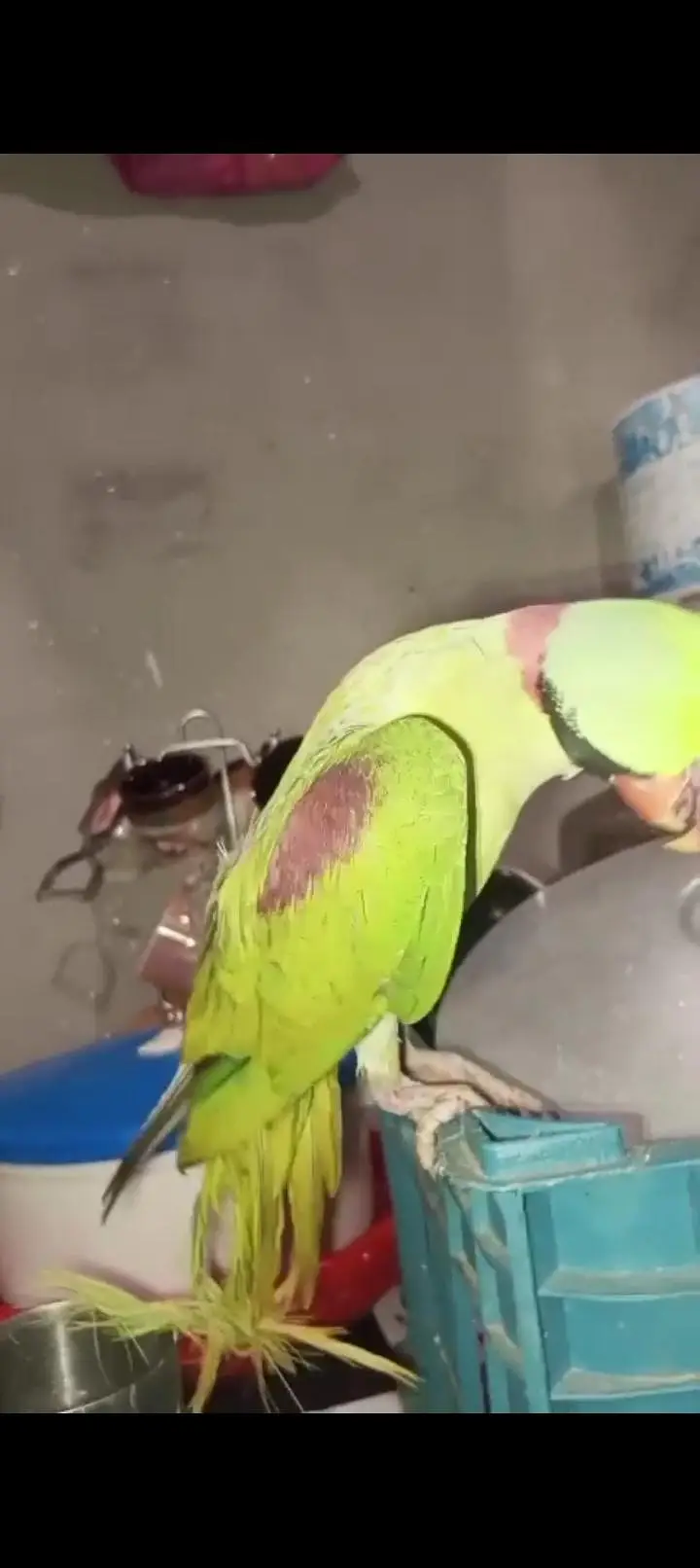 parrots Mia methu — photo 5