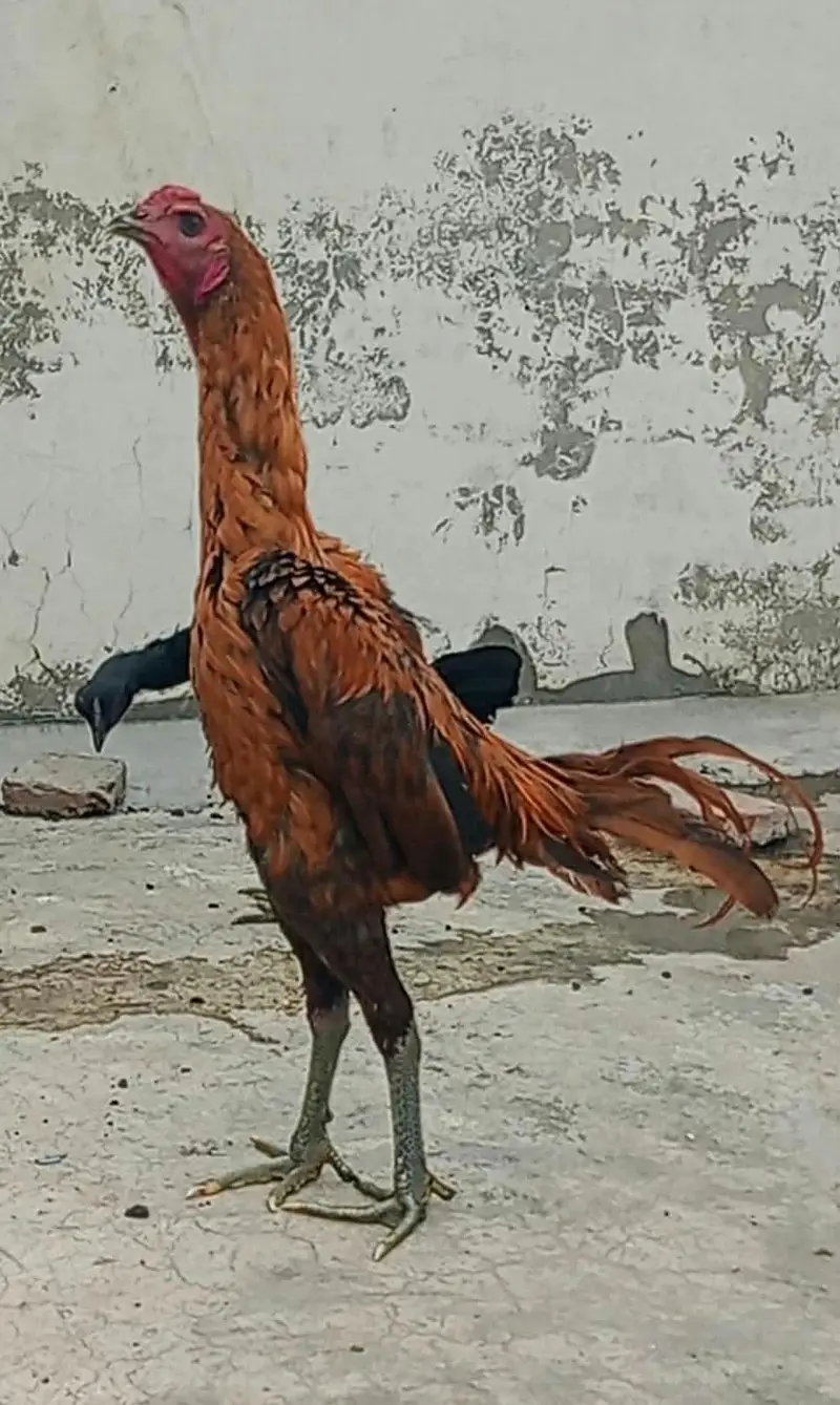 Burmi panes pakoya Dragon — photo 3