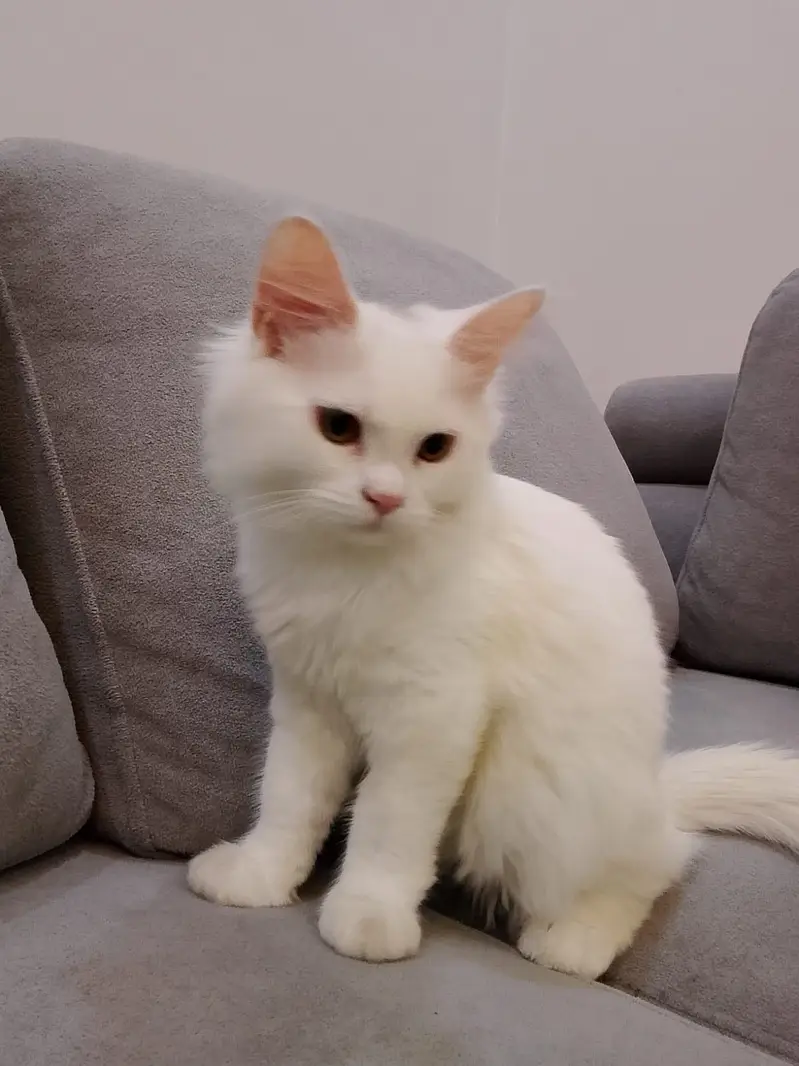 Persion cat — photo 3