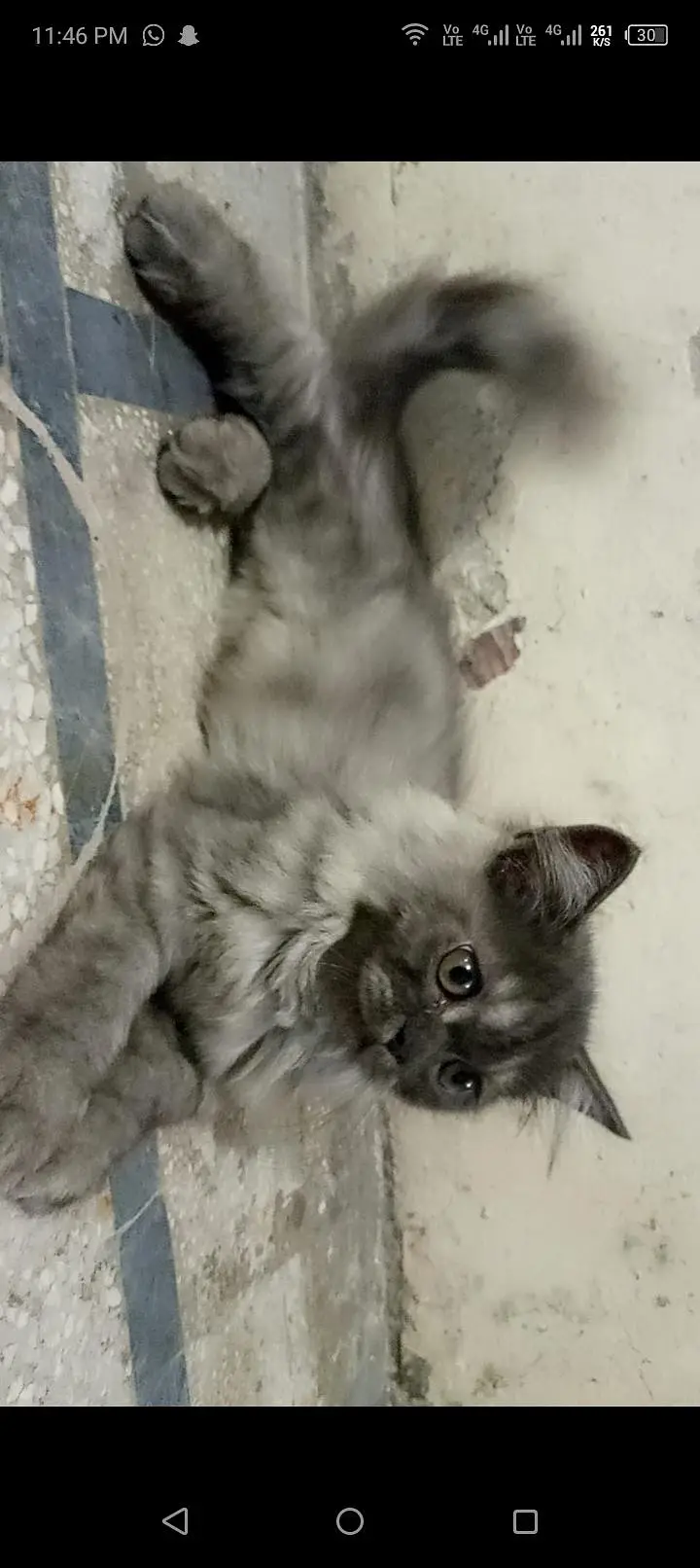 Grey Kitten Female — photo 2