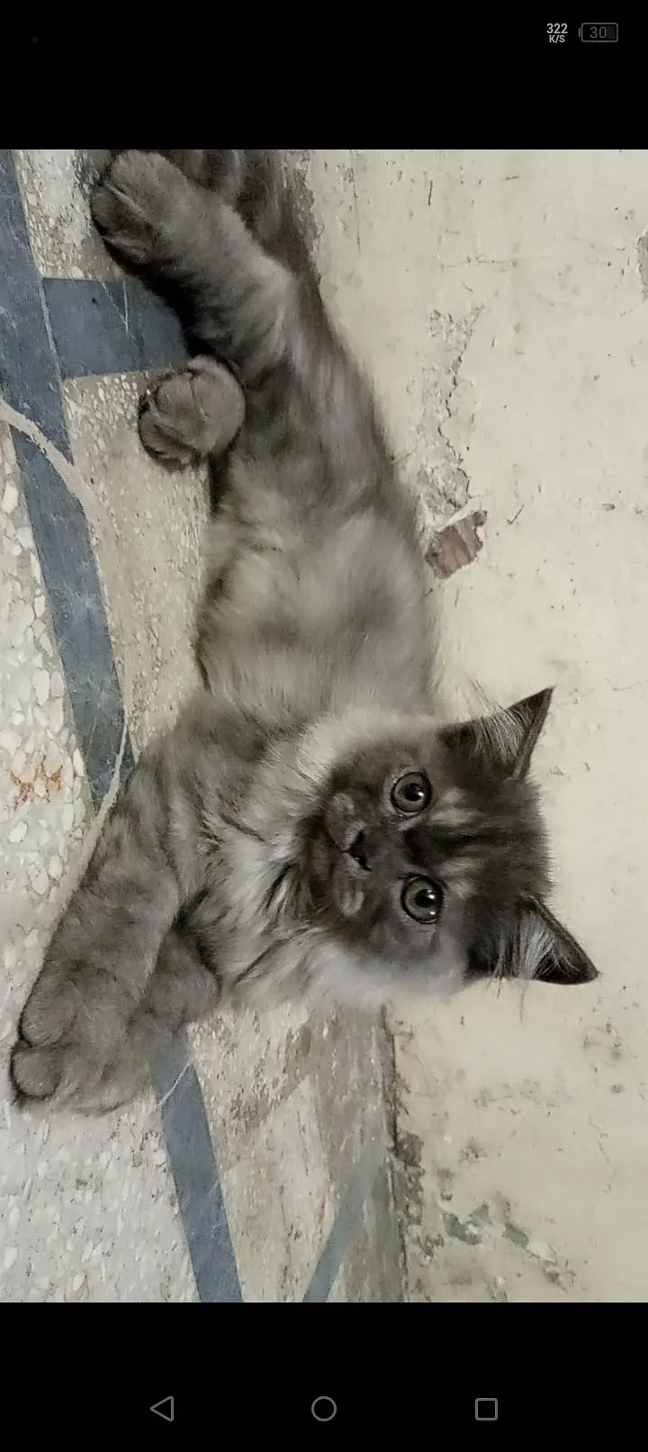 Grey Kitten Female — photo 3