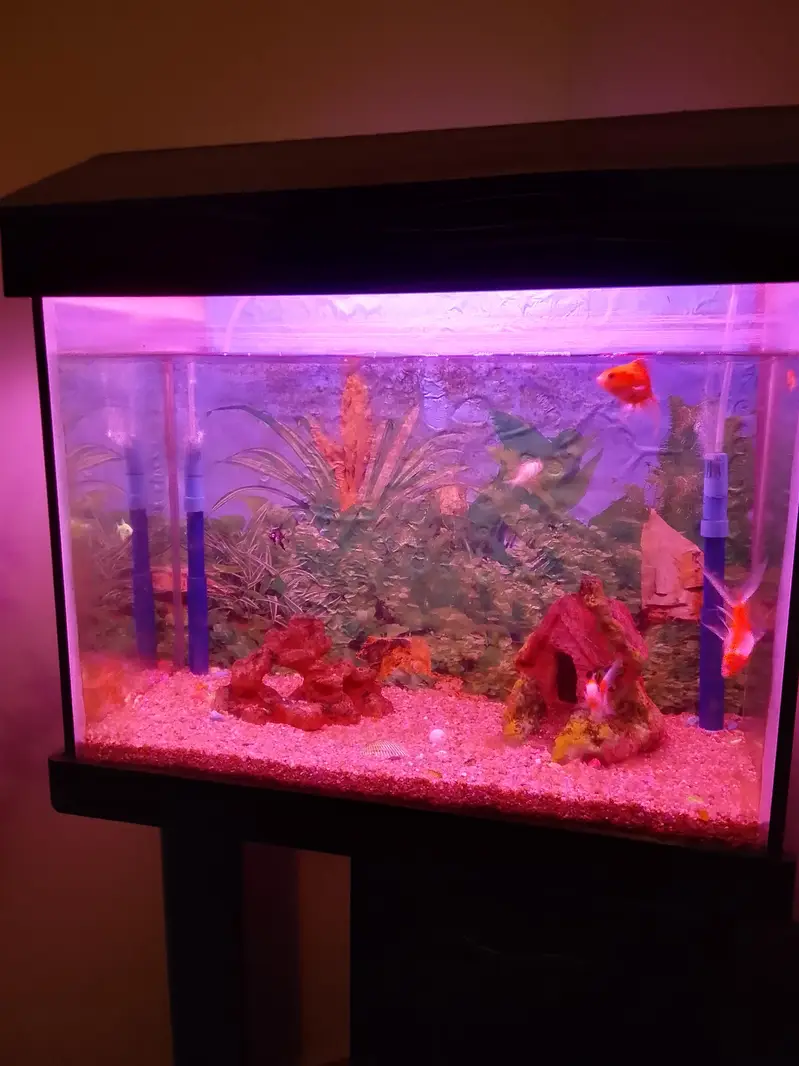 fish equirium — photo 2