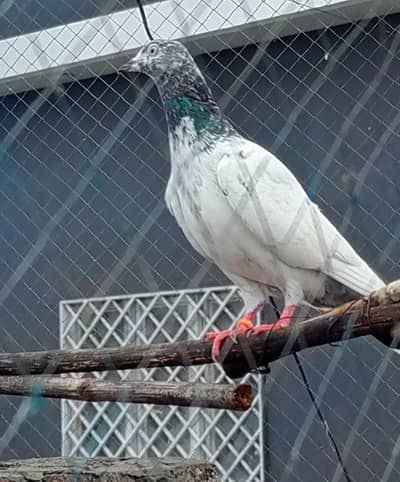 kabootar 11 pice