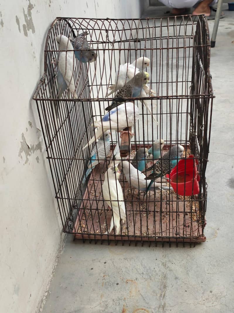 budgies 0