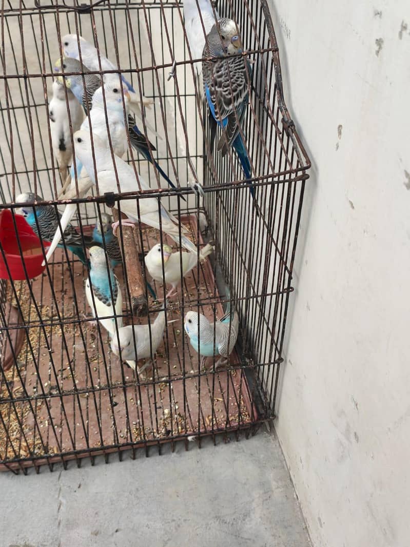 budgies 2