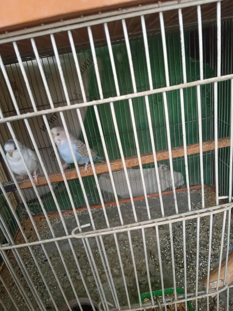 budgie breader pair — photo 3