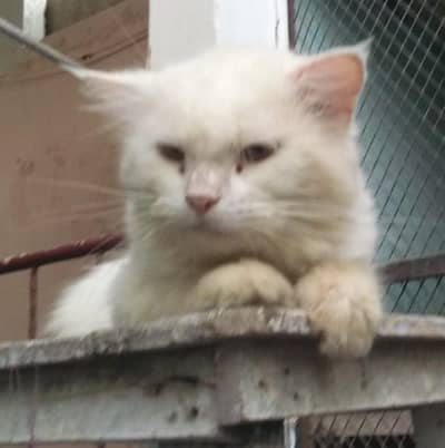 Persian male cat for sell