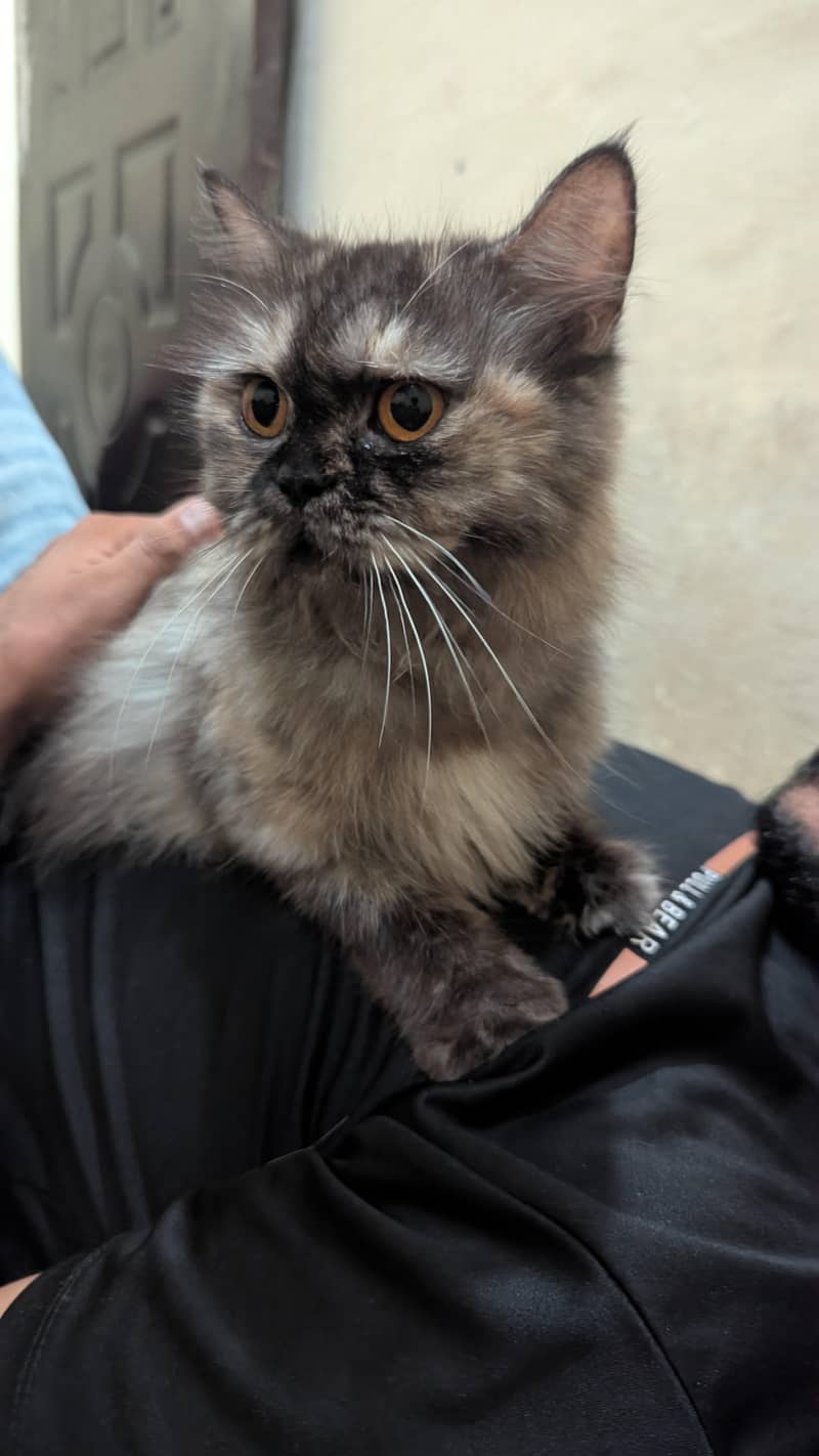 Persian cat 1