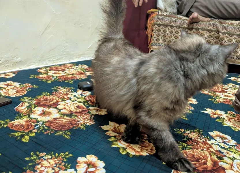 Persian cat — photo 4