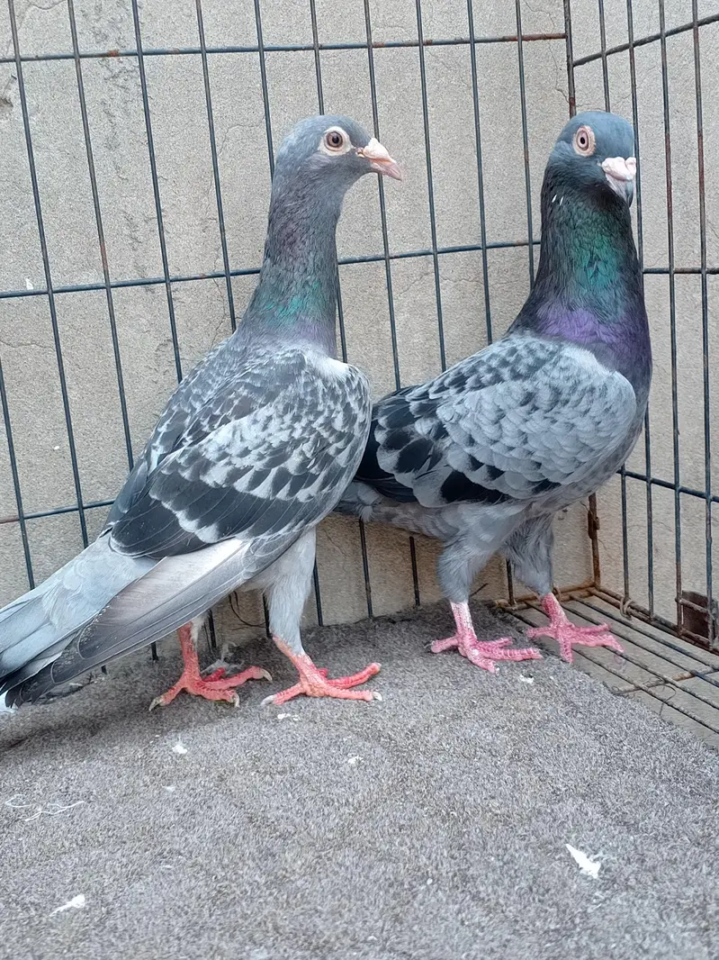 original qasid pigeon. . /kabootar/