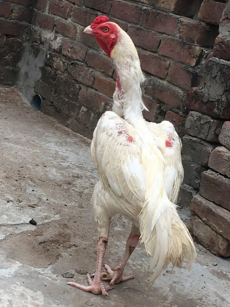 Heera aseel — photo 2