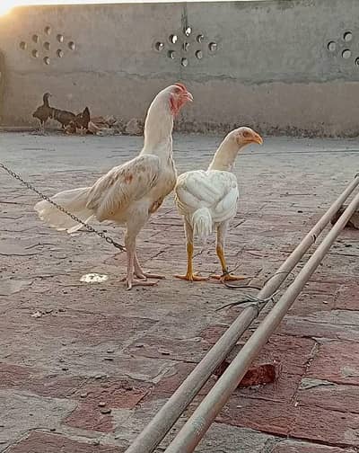 aseel heera pure blood
