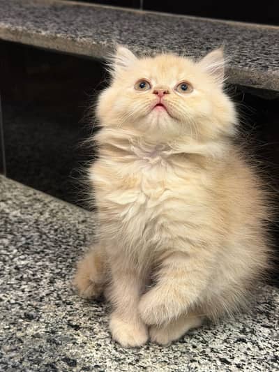 Persian kittens