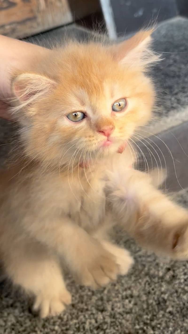 Persian kittens 1