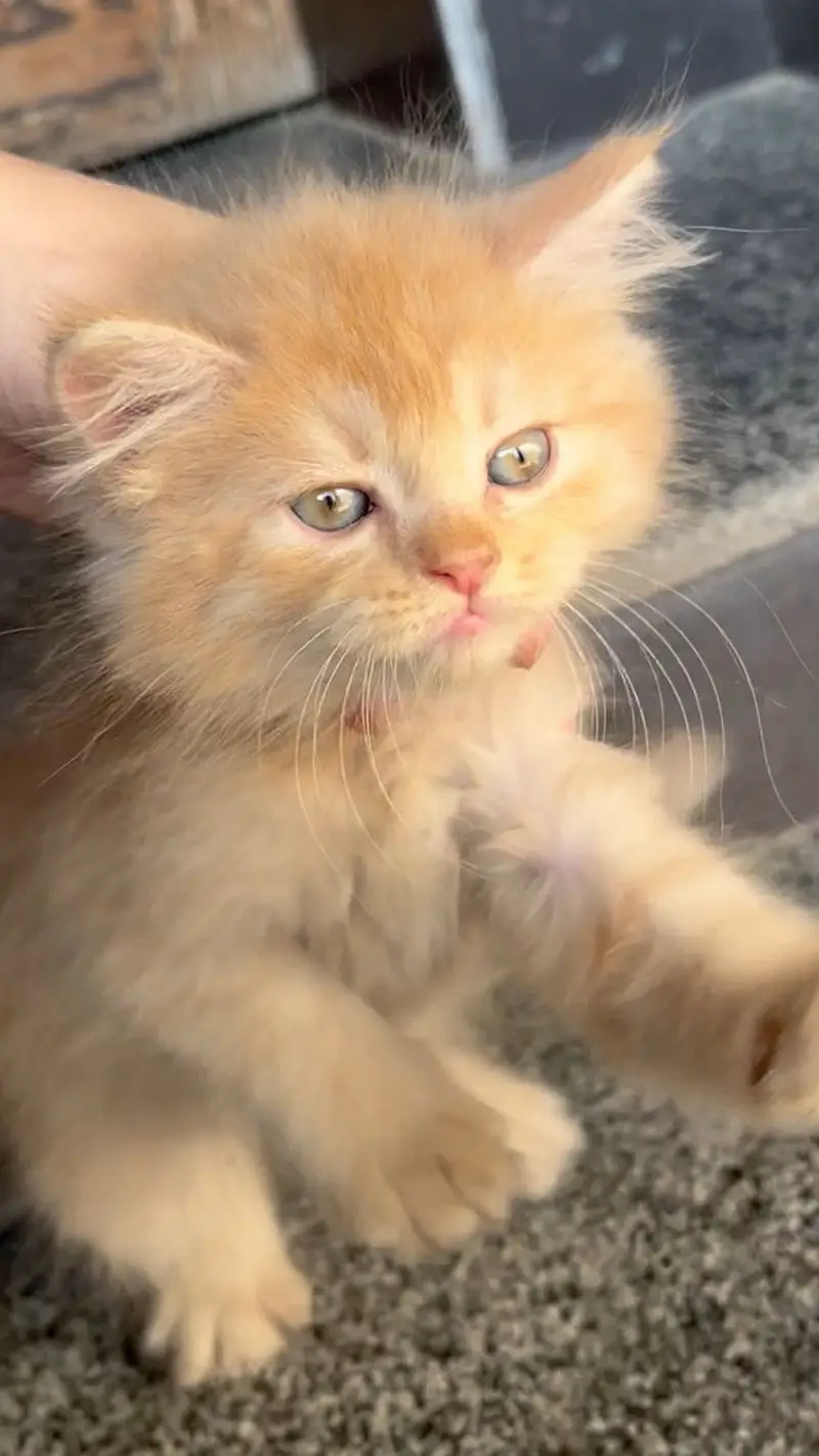 Persian kittens — photo 2