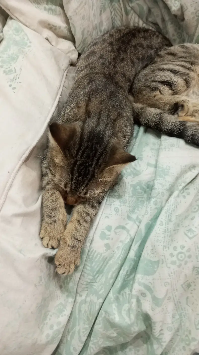 2  Domestic Shorthair Tabby Sister Cats for Sale Together — photo 2