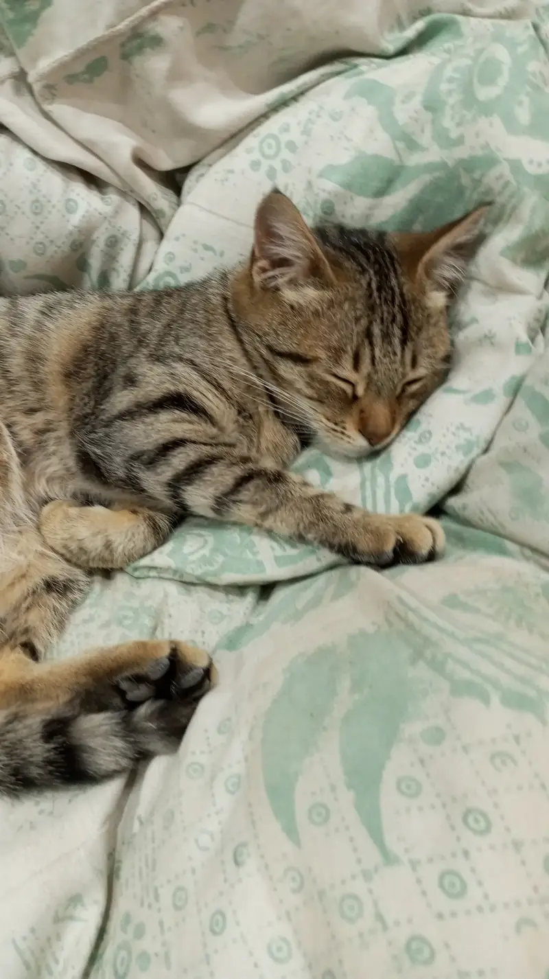 2  Domestic Shorthair Tabby Sister Cats for Sale Together — photo 4
