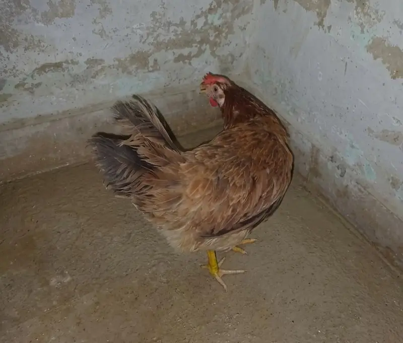 Anday deti hai golden misri hai aur dosra desi murgha hai 6 months ka — photo 2