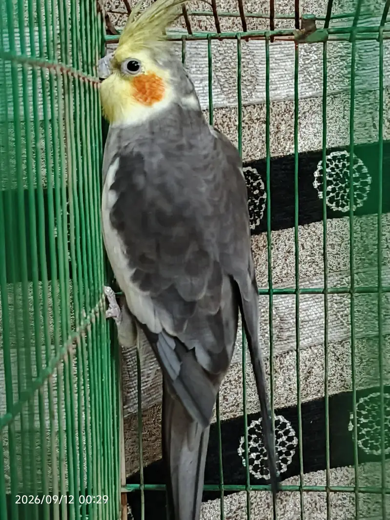 Cocktail Parrot — photo 2