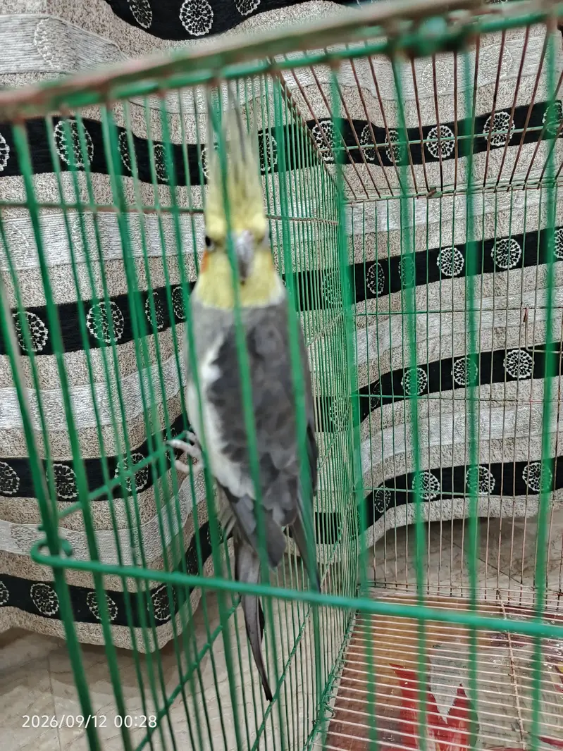 Cocktail Parrot — photo 5