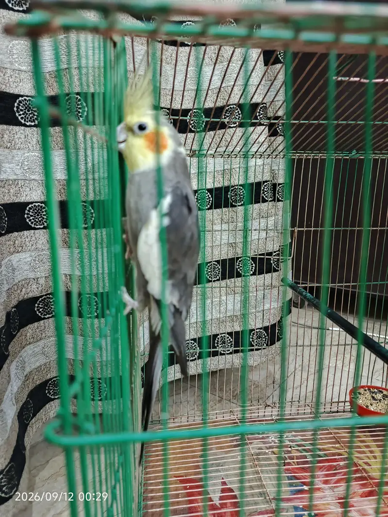 Cocktail Parrot — photo 6