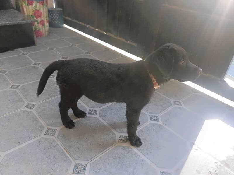 labrador 2