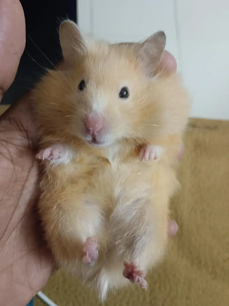 Muje male hamster chahiay