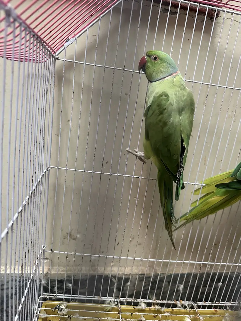 Pair for sale with cage — photo 3