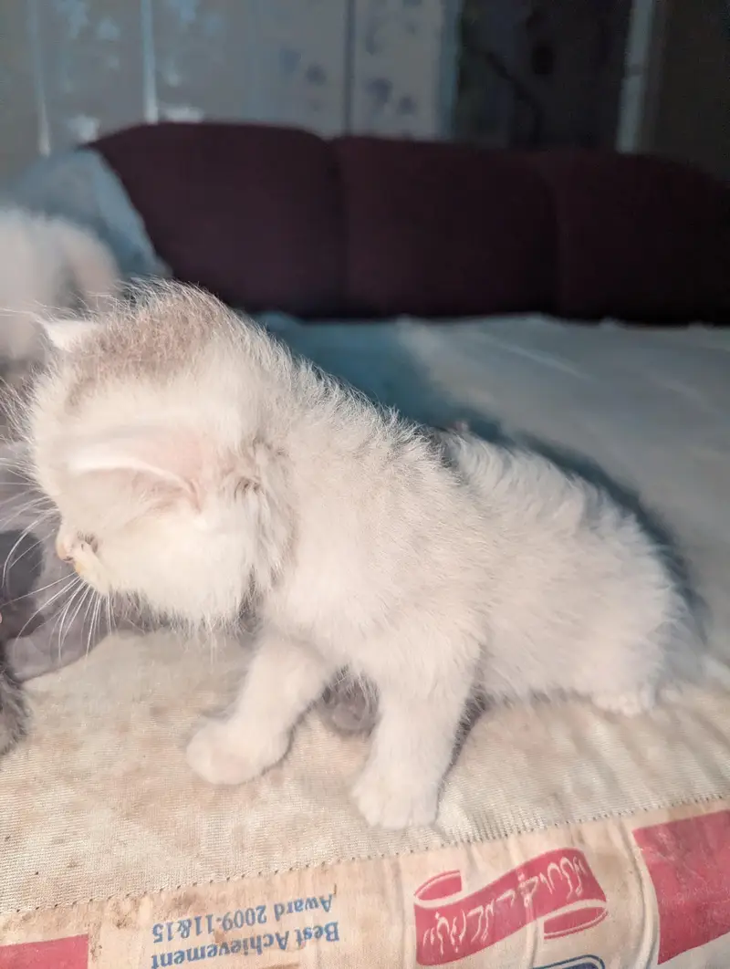 4 Beautiful & Healthy triple coat kittens for Sale — photo 4