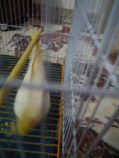 Lutino Male Cockatiel