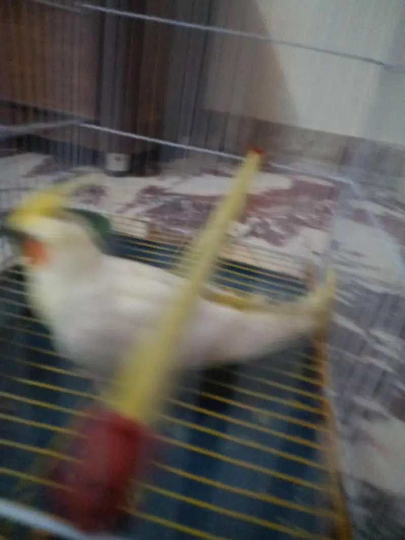Lutino Male Cockatiel — photo 4