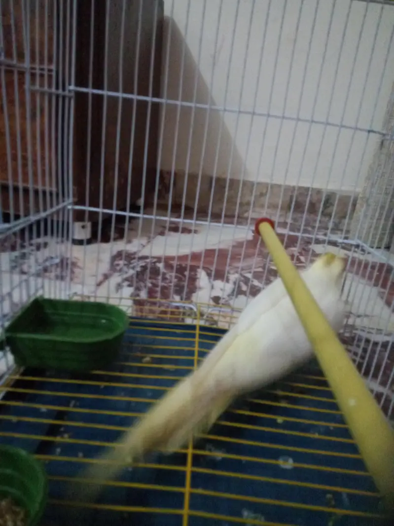 Lutino Male Cockatiel — photo 6