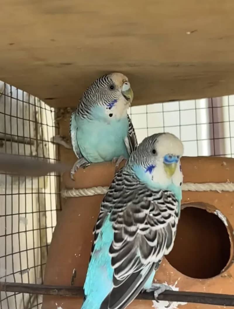 parrot 1